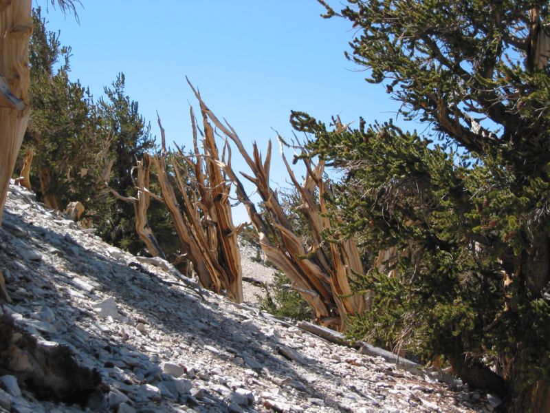 2003-09-20 White (69)